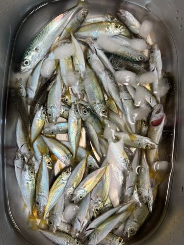 アジの釣果