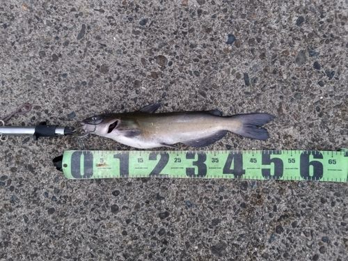 アメリカナマズの釣果