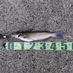 アメリカナマズ