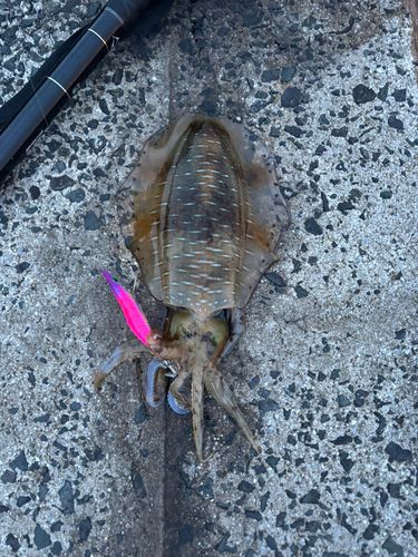 アオリイカの釣果