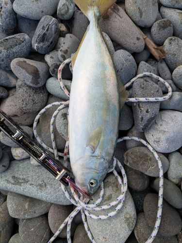 ワカシの釣果