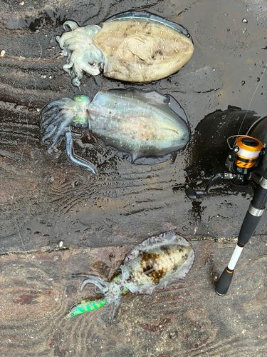 アオリイカの釣果