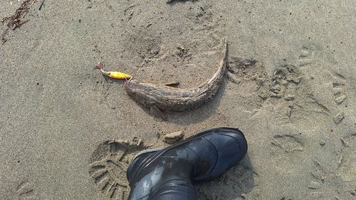 マゴチの釣果