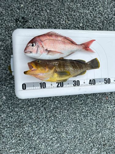 アオハタの釣果