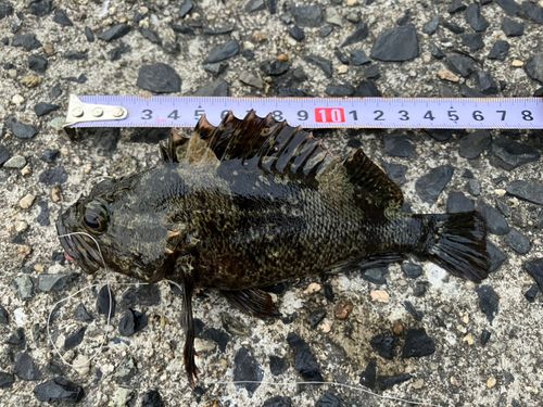 ムラソイの釣果