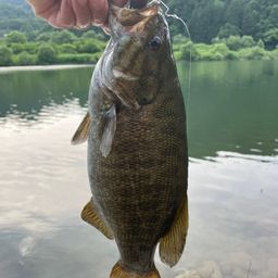 スモールマウスバス