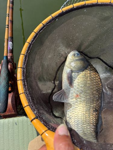 ヘラブナの釣果