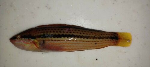 キュウセンの釣果