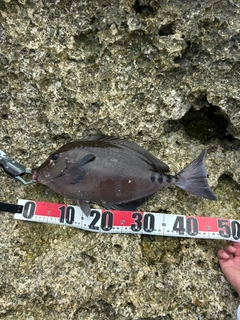 ニザダイの釣果