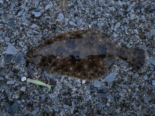 ヒラメの釣果