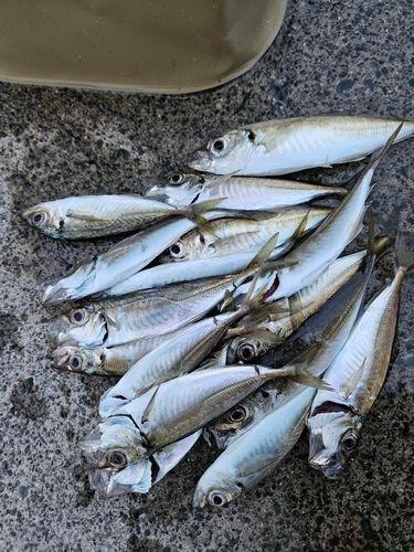 アジの釣果