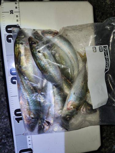 マアジの釣果