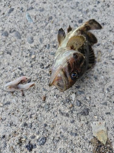クロソイの釣果