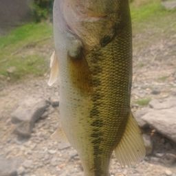 ラージマウスバス