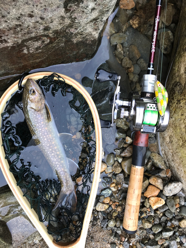 イワナの釣果