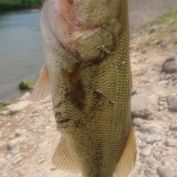 ラージマウスバス