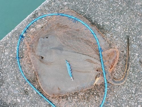 エイの釣果