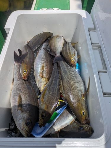 イサキの釣果