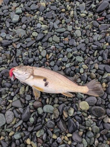 イシモチの釣果