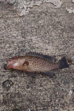 オオモンハタの釣果