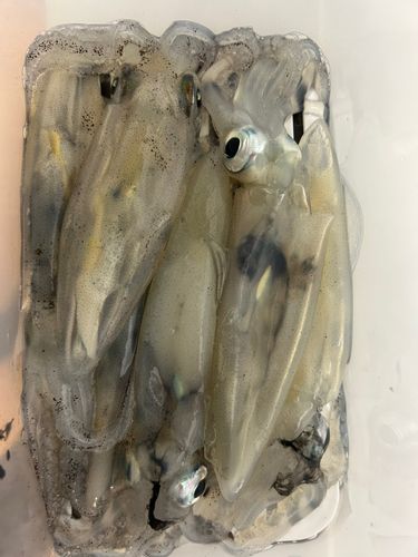 ヒイカの釣果