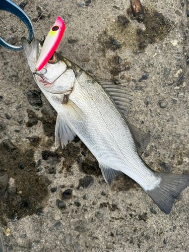 シーバスの釣果