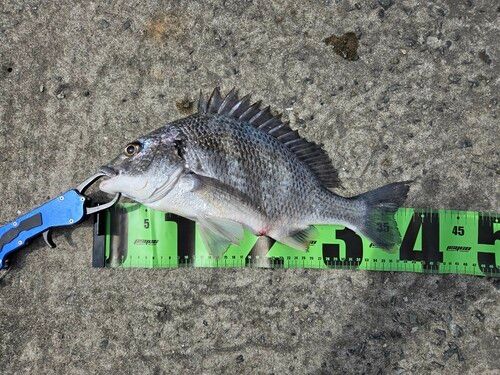 チヌの釣果