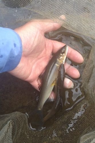アユの釣果