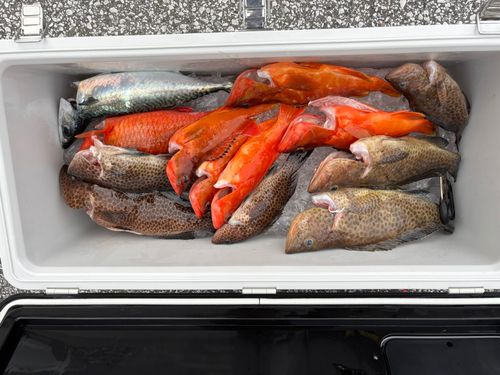 オオモンハタの釣果