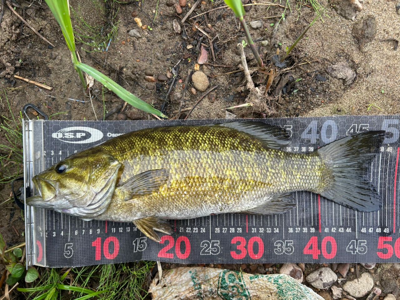 スモールマウスバス