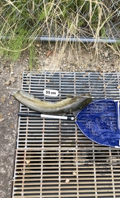 ナマズの釣果
