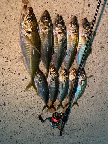 アジの釣果