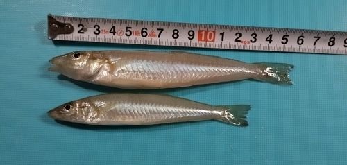 キスの釣果