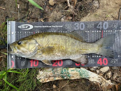 スモールマウスバスの釣果