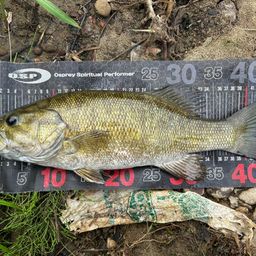 スモールマウスバス