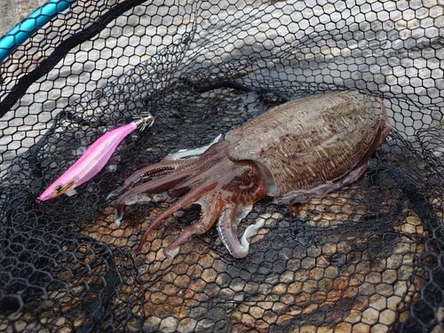 モンゴウイカの釣果
