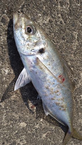 マアジの釣果