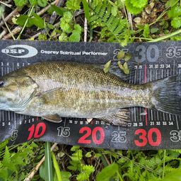 スモールマウスバス