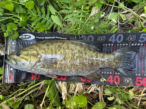 スモールマウスバスの釣果
