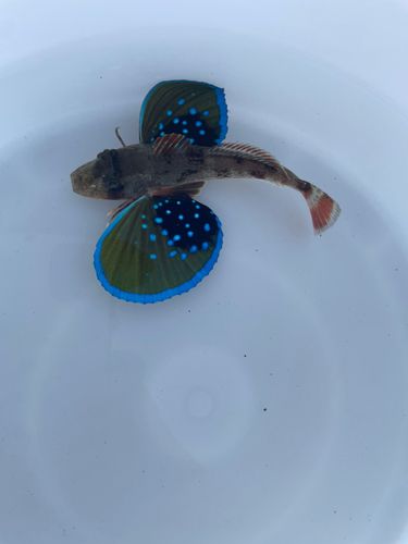 ホウボウの釣果