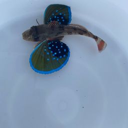 ホウボウ