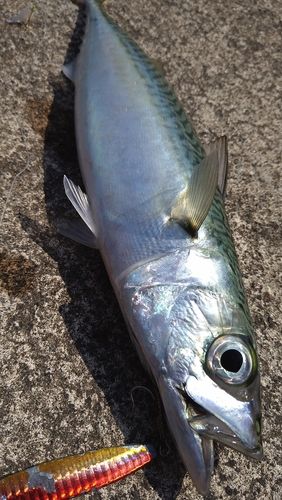 マサバの釣果