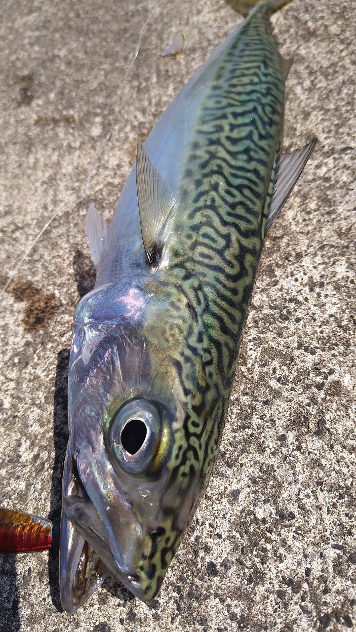 マサバ