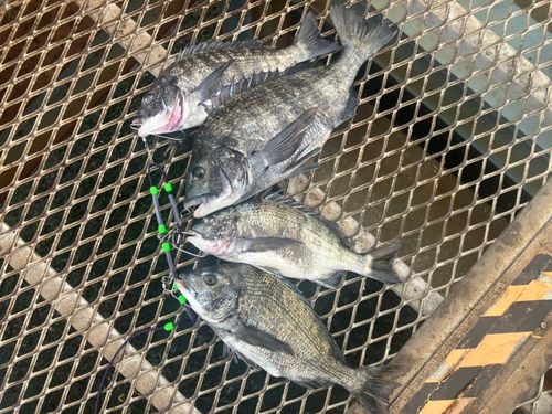 クロダイの釣果