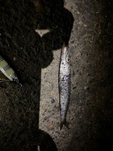 カマスの釣果
