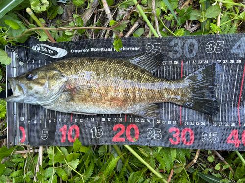 スモールマウスバスの釣果