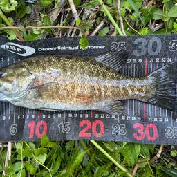 スモールマウスバス