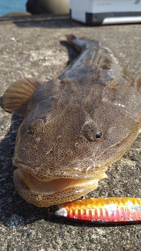 マゴチの釣果
