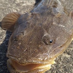マゴチ