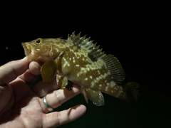 キジハタの釣果